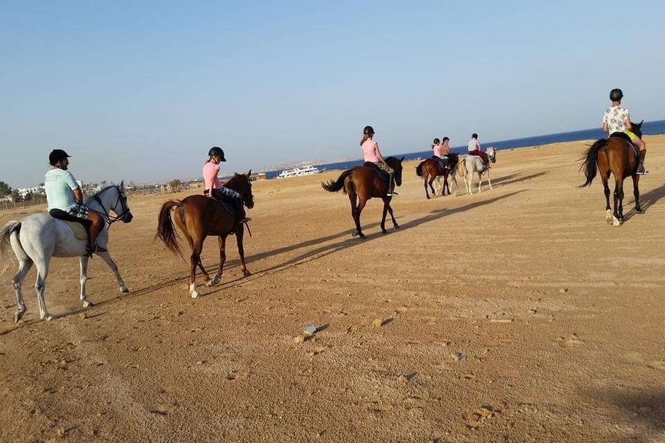 Конные прогулки и экскурсии в Хургаде с купанием в море, цены и отзывы, катание на лошадях и верблюдах