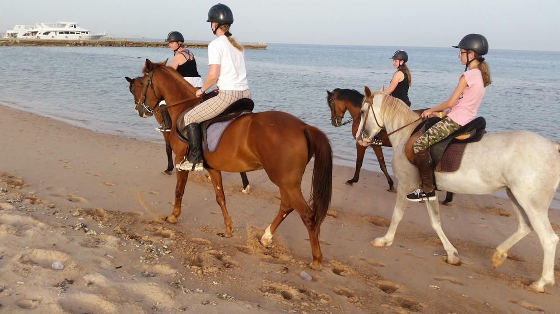 Конные прогулки и экскурсии в Хургаде с купанием в море, цены и отзывы, катание на лошадях и верблюдах